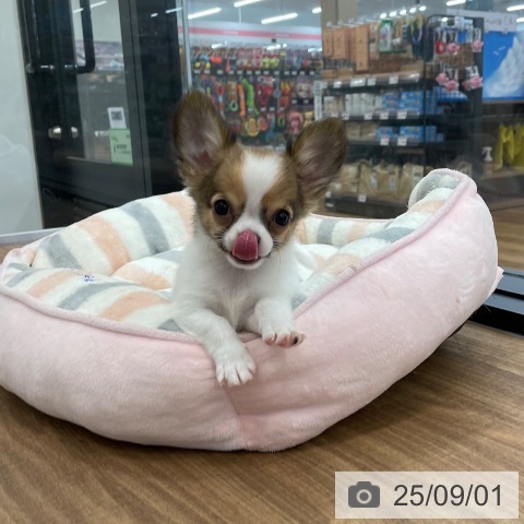 チワワの写真