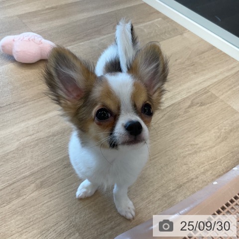 チワワの写真