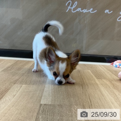 チワワの写真