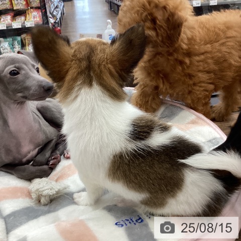 チワワの写真