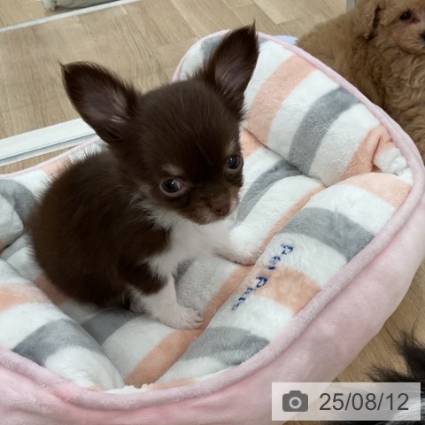 チワワの写真