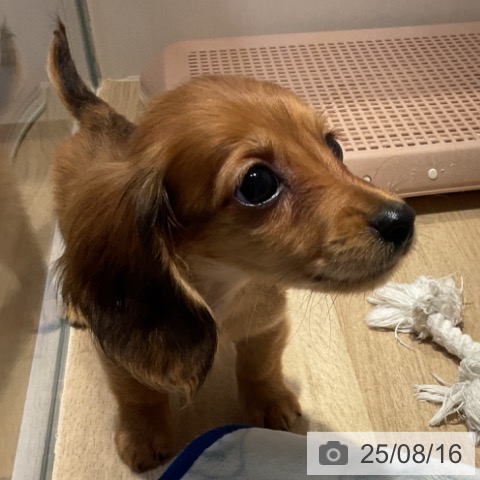 ミニチュア・ダックスフンドの写真