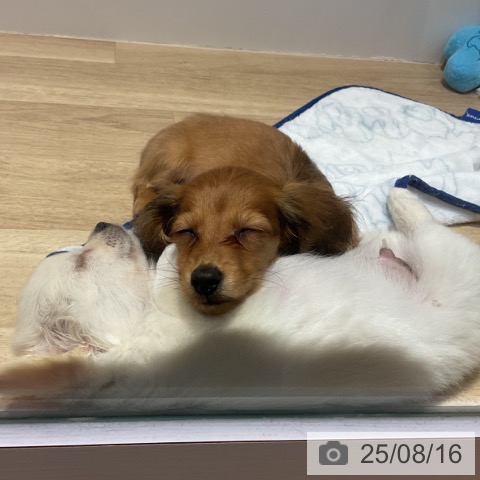 ミニチュア・ダックスフンドの写真