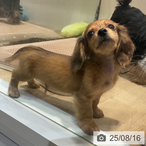 ミニチュア・ダックスフンドの写真