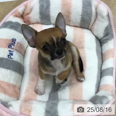 チワワの写真