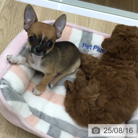 チワワの写真