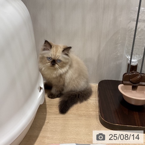 ヒマラヤンの写真