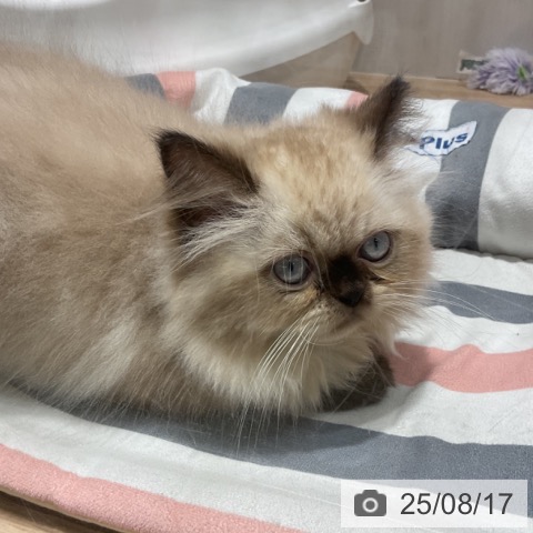 ヒマラヤンの写真