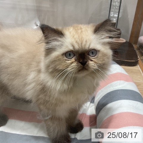 ヒマラヤンの写真