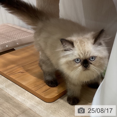ヒマラヤンの写真