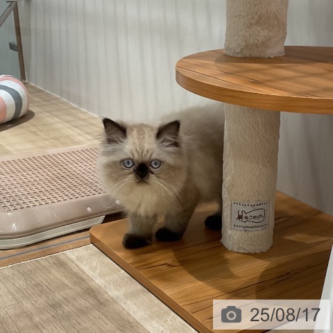 ヒマラヤンの写真
