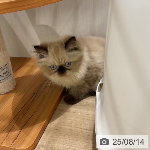 ヒマラヤンの写真