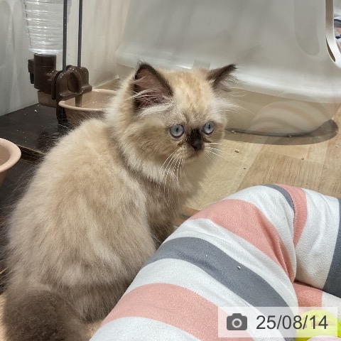 ヒマラヤンの写真
