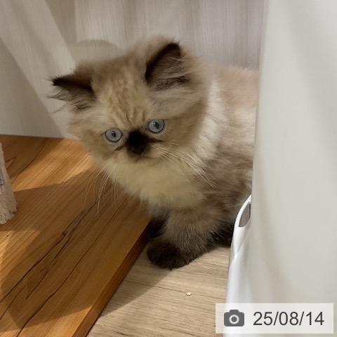 ヒマラヤンの写真