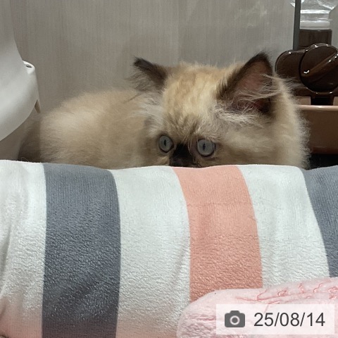 ヒマラヤンの写真