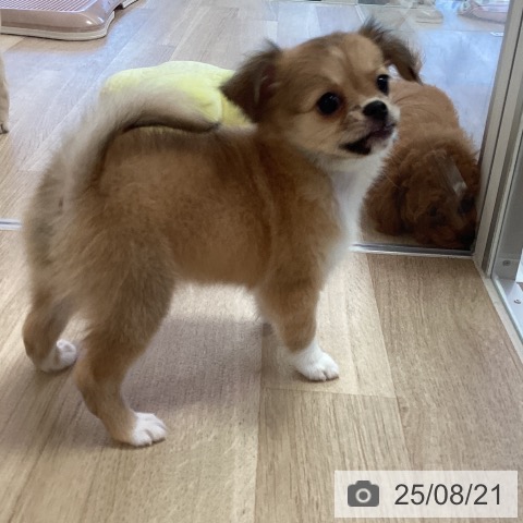 チワワの写真