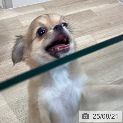 チワワの写真
