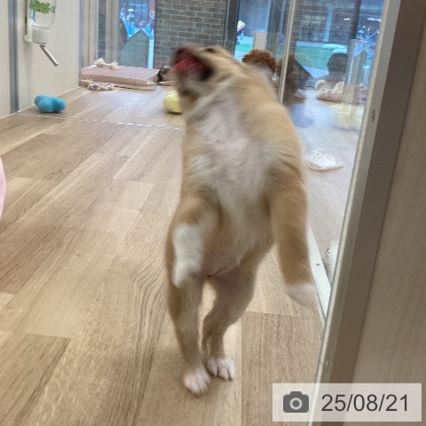 チワワの写真