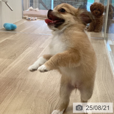 チワワの写真