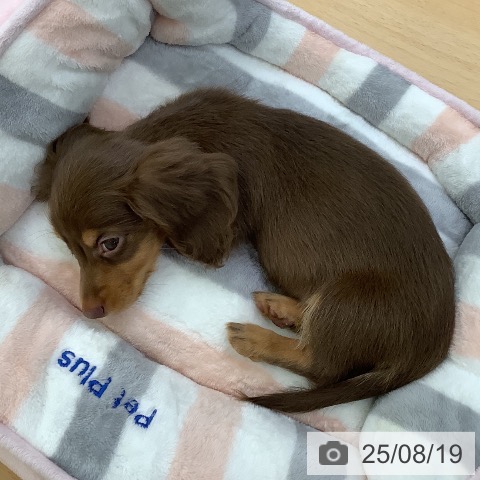 カニーンヘン・ダックスフンドの写真