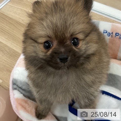 ポメラニアンの写真
