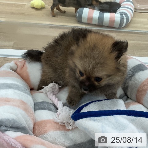 ポメラニアンの写真