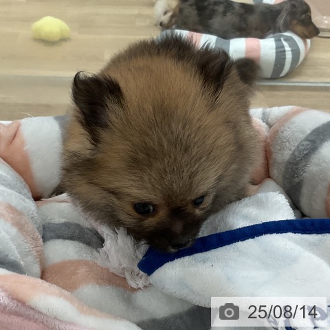 ポメラニアンの写真