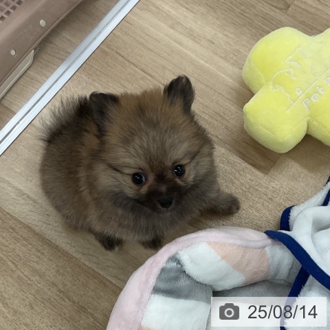 ポメラニアンの写真