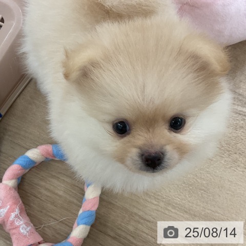 ポメラニアンの写真