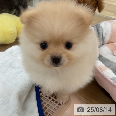 ポメラニアンの写真