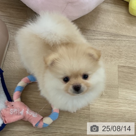 ポメラニアンの写真