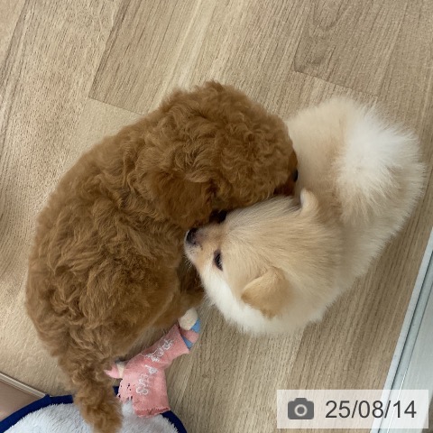 ポメラニアンの写真