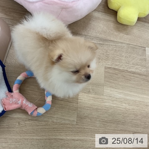 ポメラニアンの写真