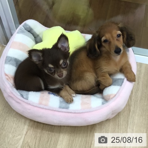 チワワの写真