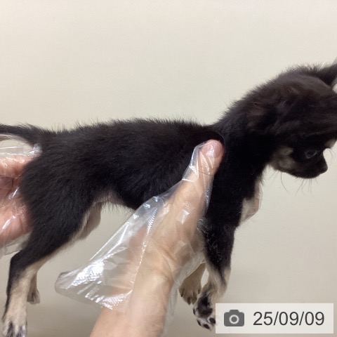 チワワの写真
