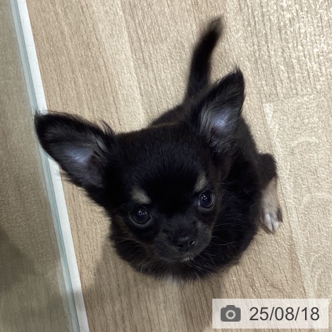 チワワの写真