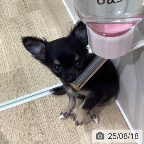 チワワの写真