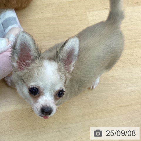 チワワの写真
