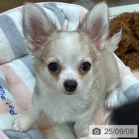 チワワの写真