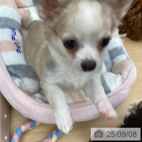 チワワの写真