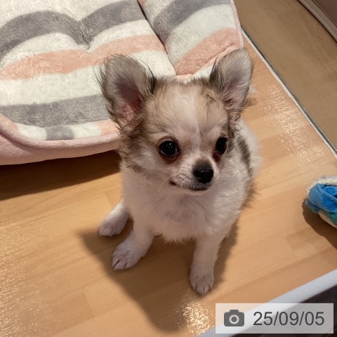 チワワの写真