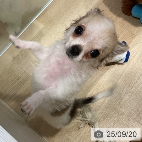 チワワの写真