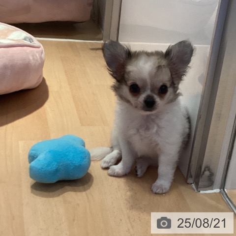 チワワの写真
