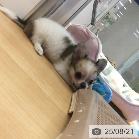 チワワの写真