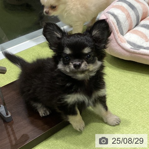 チワワの写真