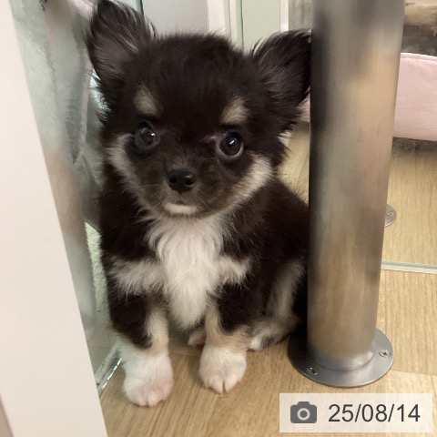 チワワの写真