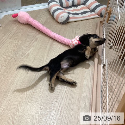 ミニチュア・ダックスフンドの写真
