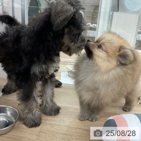 ミニチュア・シュナウザーの写真