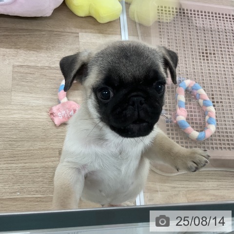 パグの写真