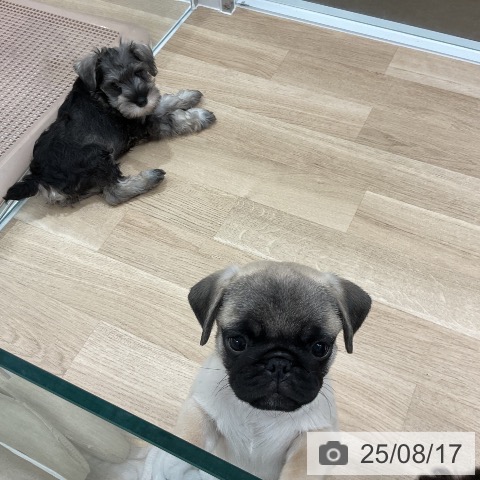 パグの写真